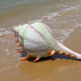 浙江玻璃鋼海洋動(dòng)物雕塑